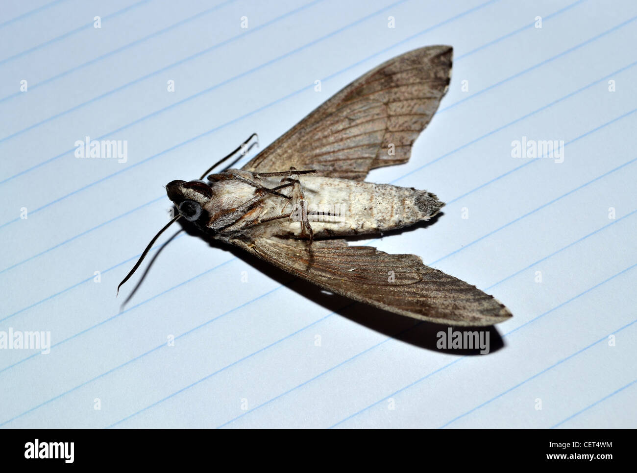 Dead moth hires stock photography and images Alamy