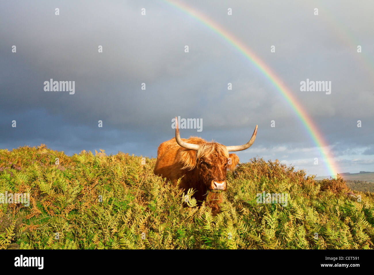 Stormy skies producing a rainbow over a Highland cow on Baslow Edge in the Peak District National Park. Stock Photo