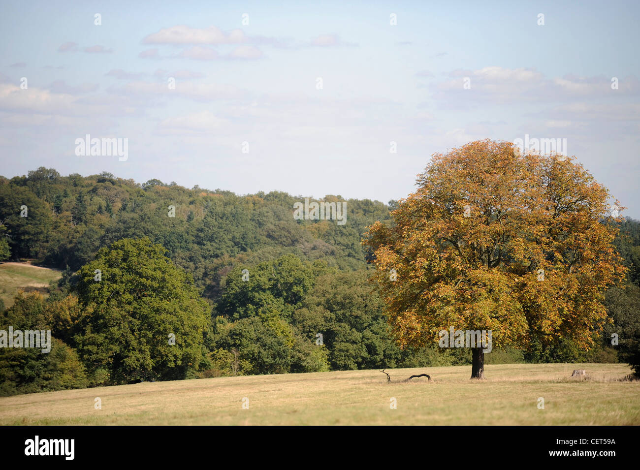 A horse chestnut tree in autumn the leaves turning brown and yellow in