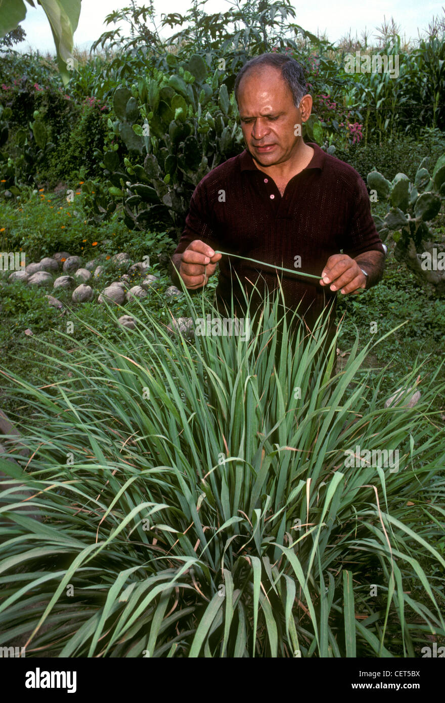 Vetiver harvesting hires stock photography and images Alamy