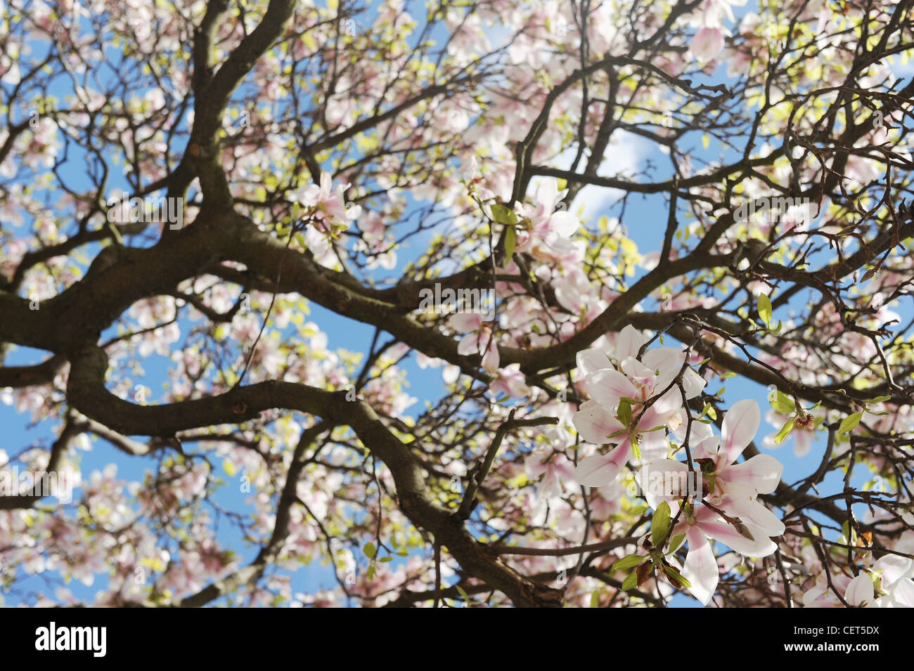 Pink magnolia tree blossom Stock Photo - Alamy