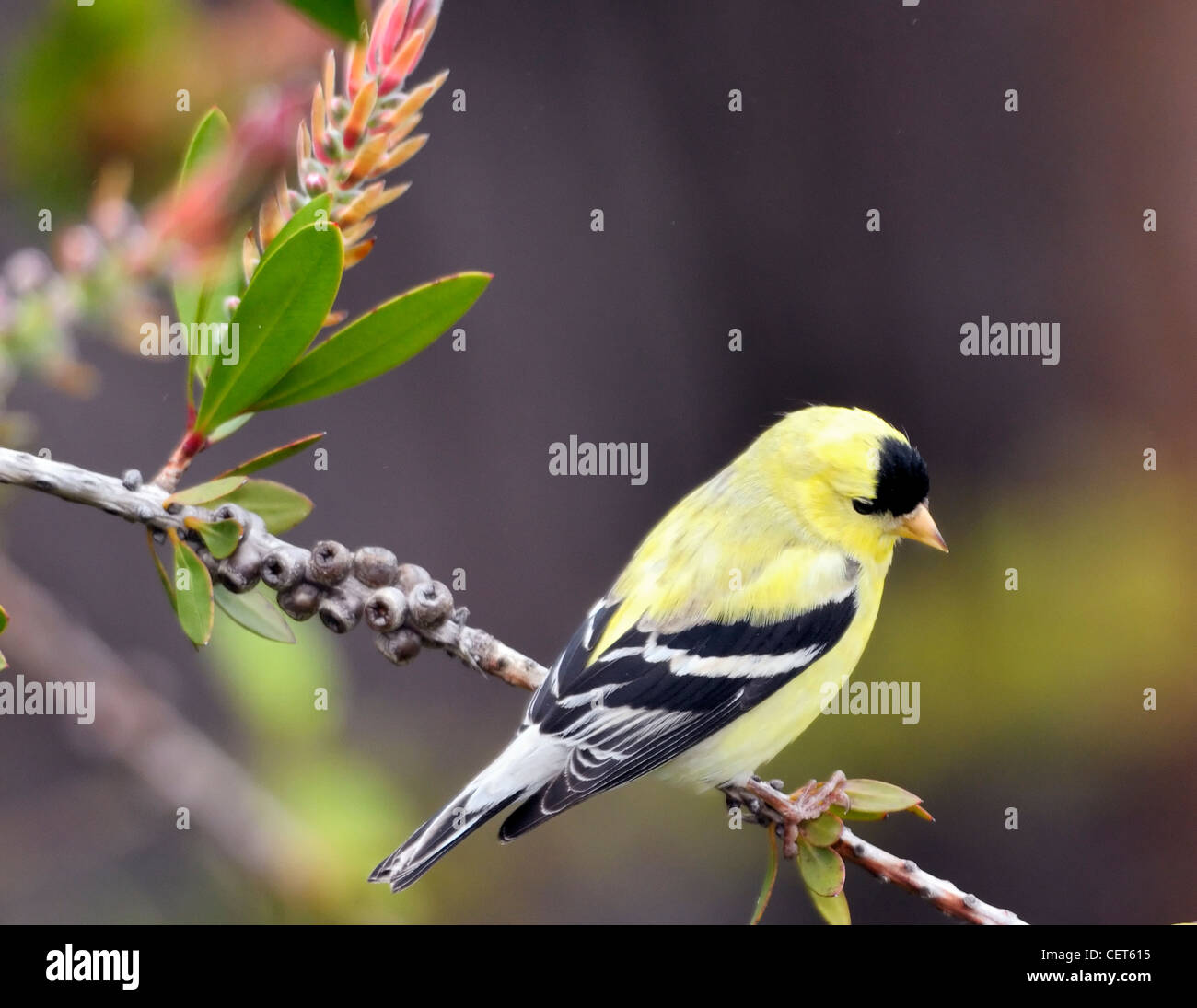 American Goldfinch - Carduelis tristis, a small North American bird of the finch family, perched on a branch,against a blurred background. Stock Photo