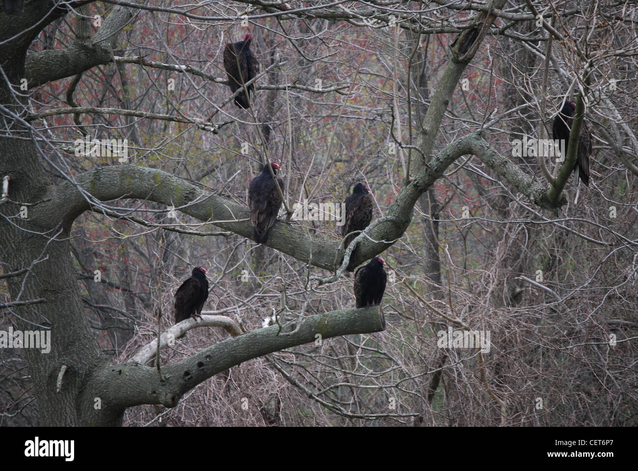 Group of turkey vultures sitting in a tree Stock Photo Alamy