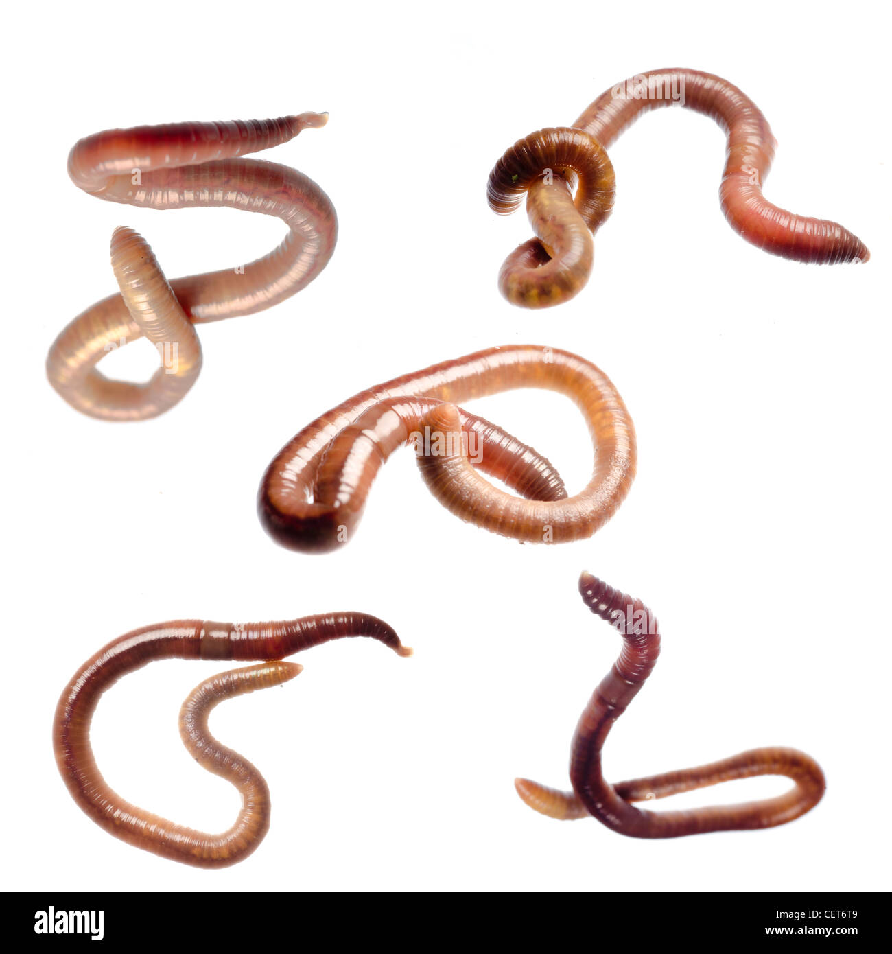 animal earth worm set collection isolated on white Stock Photo Alamy