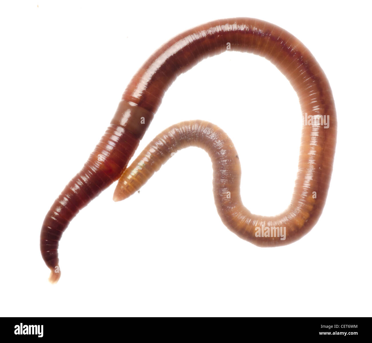 animal earth worm isolated on white Stock Photo - Alamy