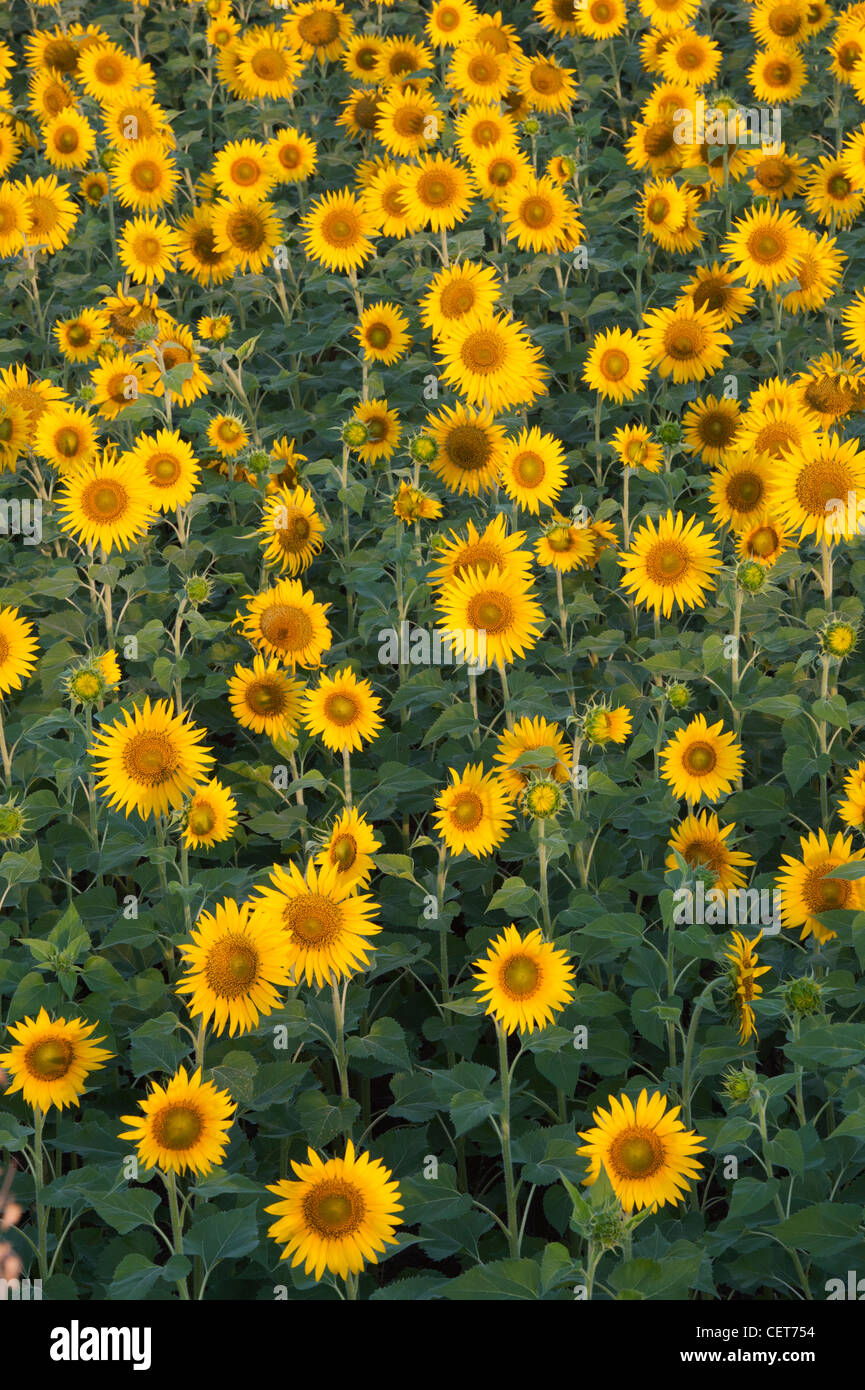 Indian Sunflower Seeds High Resolution Stock Photography and Images Alamy
