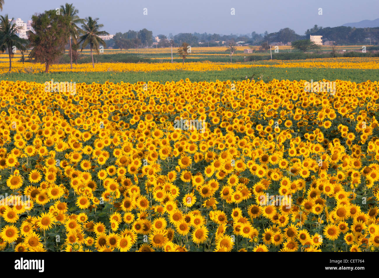 Cultivation of sunflowers in the Indian countryside. Andhra Pradesh, India Stock Photo Alamy