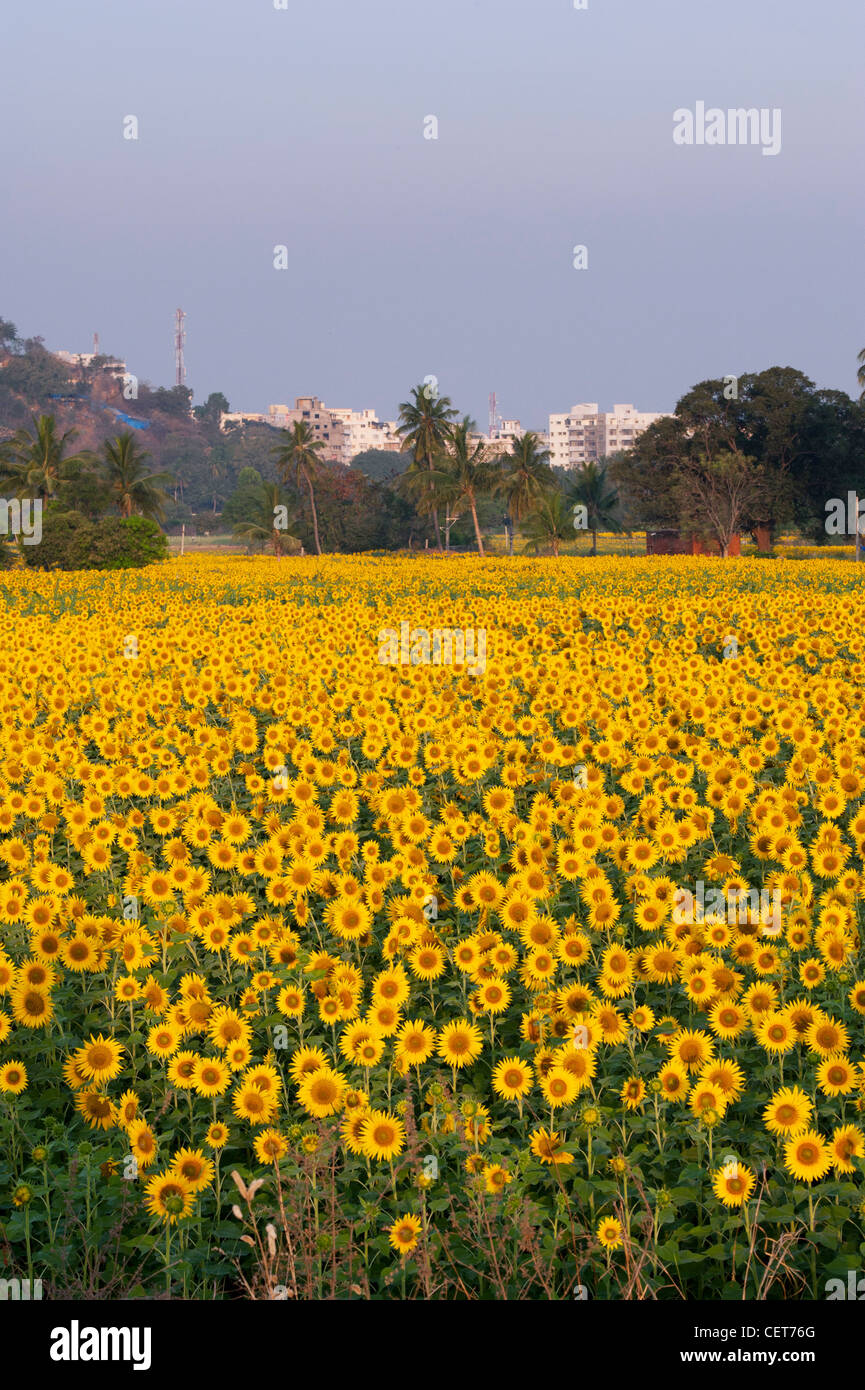 Flowers fields in india hires stock photography and images Alamy