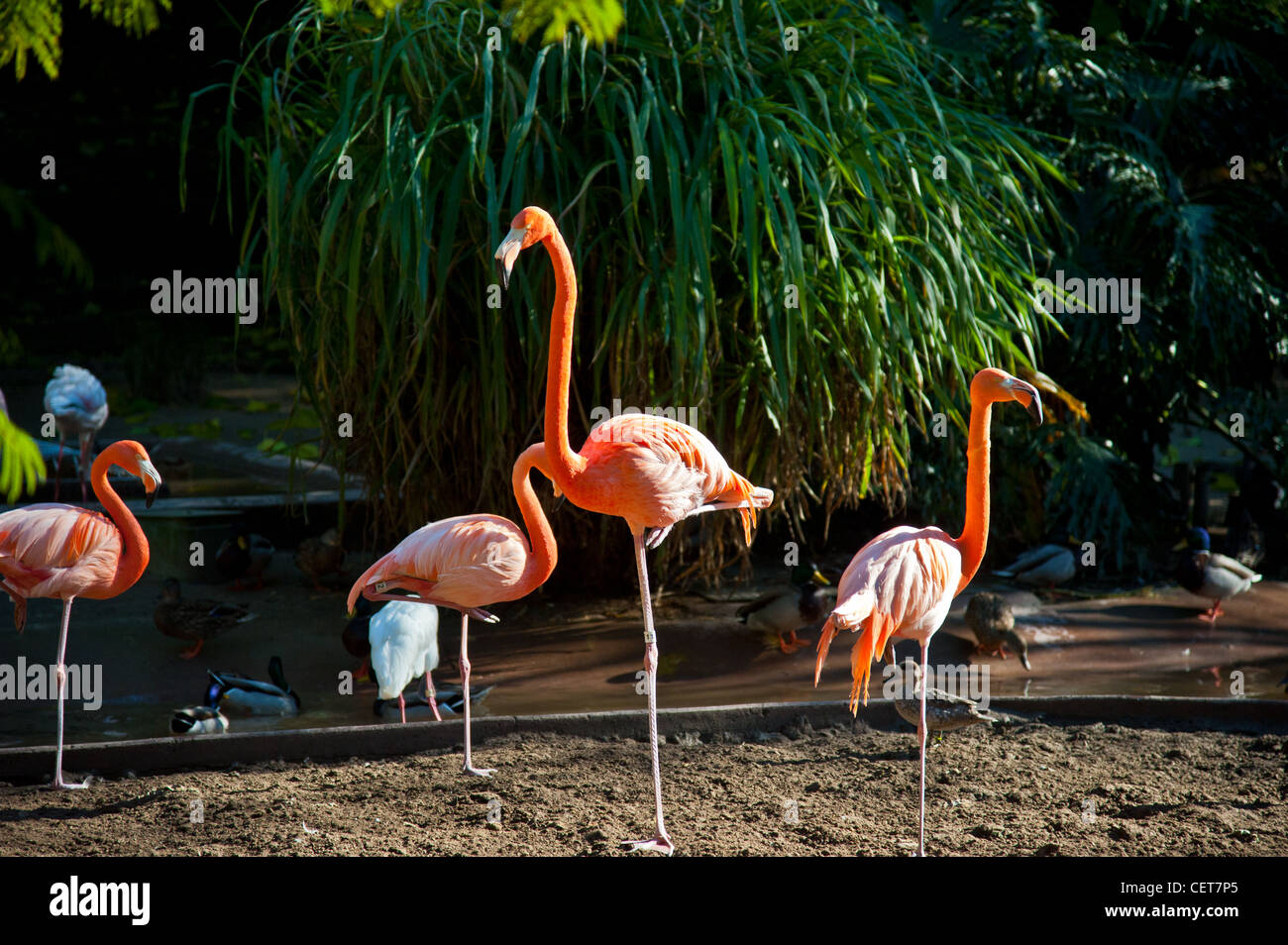 Flamingos at San Diego Zoo Stock Photo