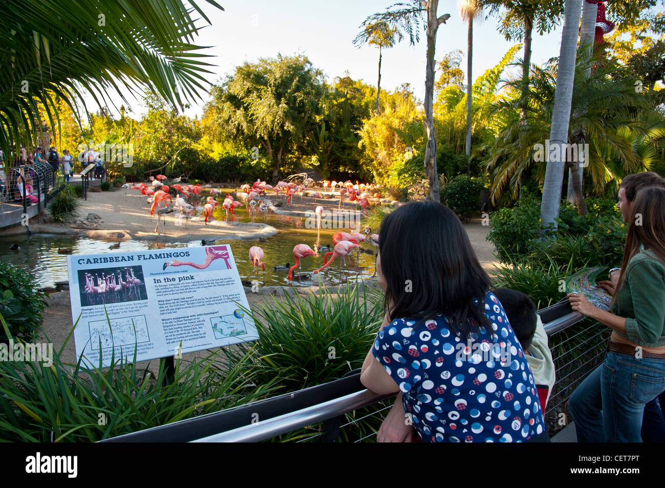 The Caribbean Flamingo exhibit at San Diego Zoo Stock Photo