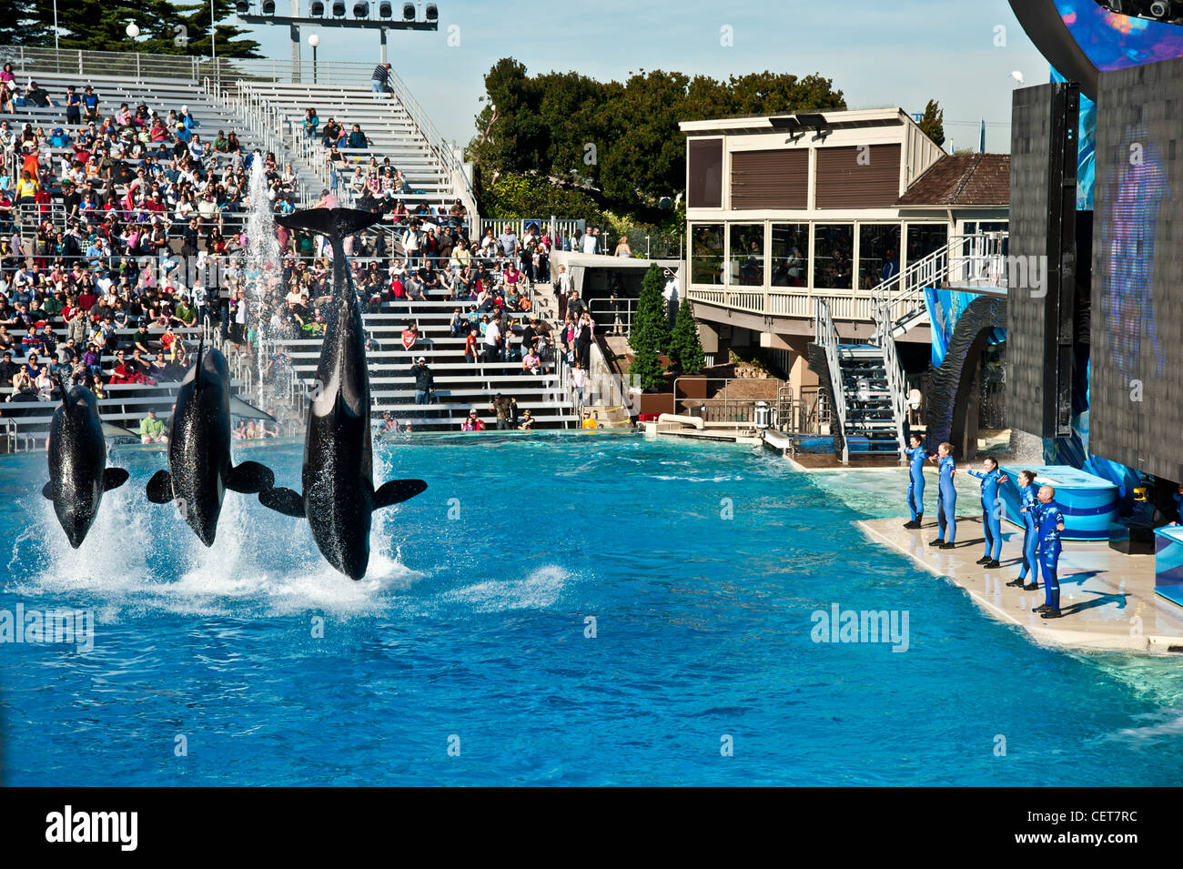 Three orca whales jumping out of water in Sea World Stock Photo