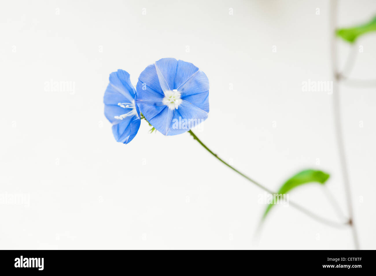 Jacquemontia Pentantha. Skyblue clustervine flowers against white background Stock Photo