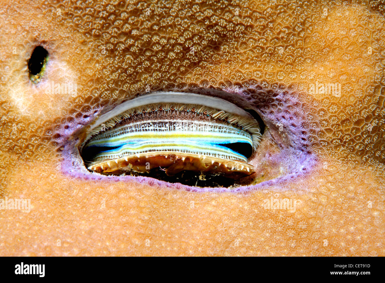 Bivalve shell, Pedum spondyloideum. This bivalve is a scallop and lives almost exclusively on massive coral colonies Stock Photo