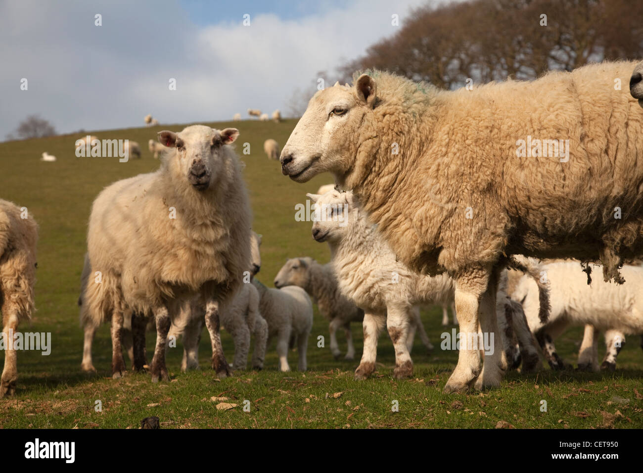 Sheep wales welsh farming woolly uk hi-res stock photography and images ...