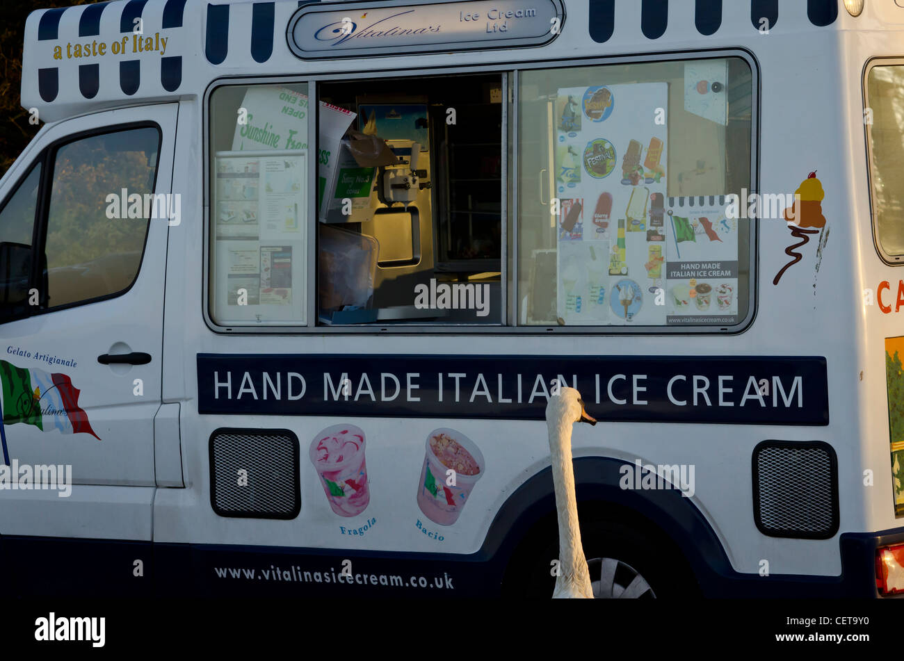 Swan buying a ice cream Stock Photo