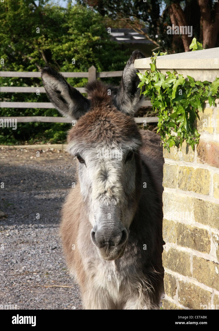 A wild donkey in the New Forest. Stock Photo