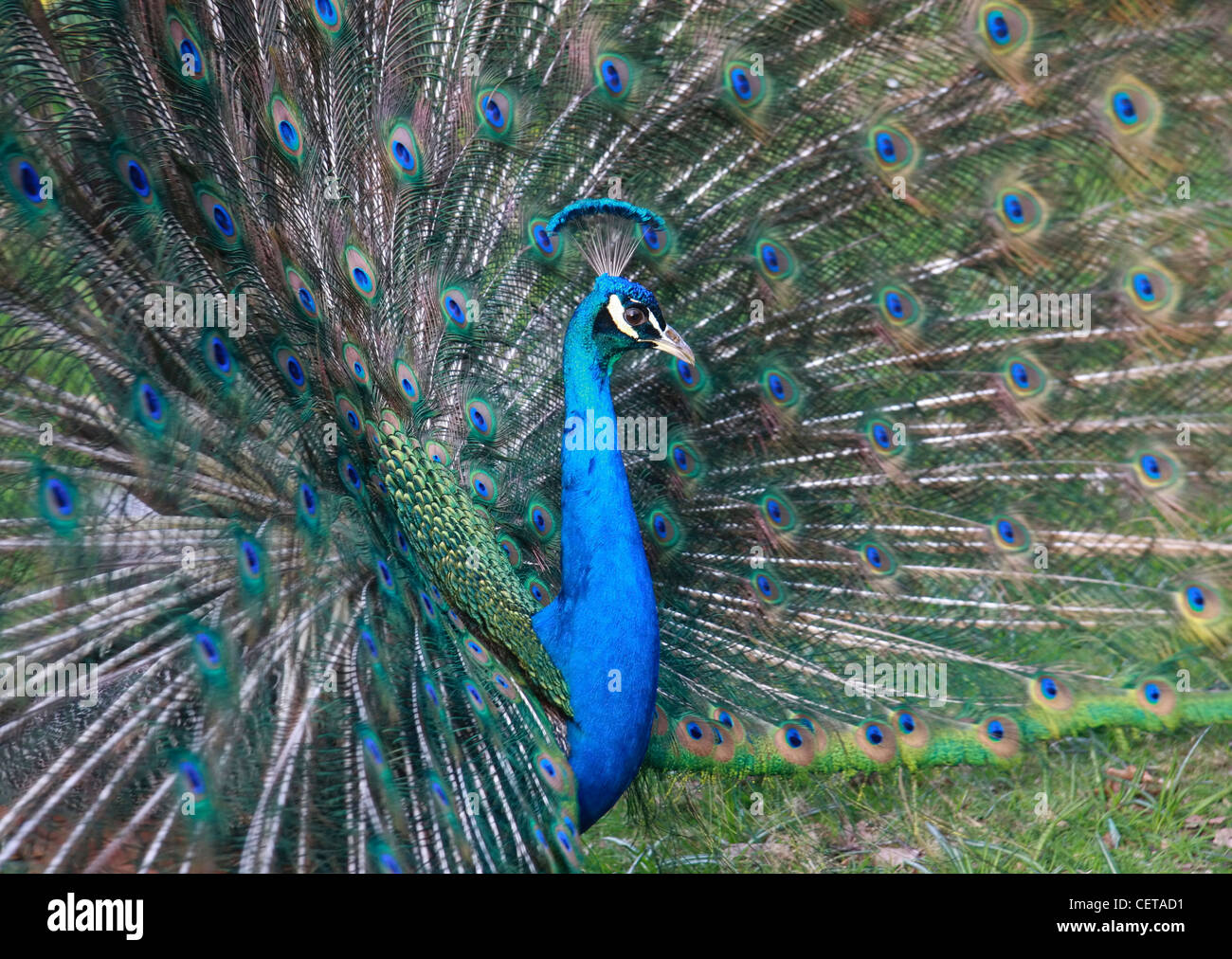 Peacock in full feather display in Holland Park. Stock Photo