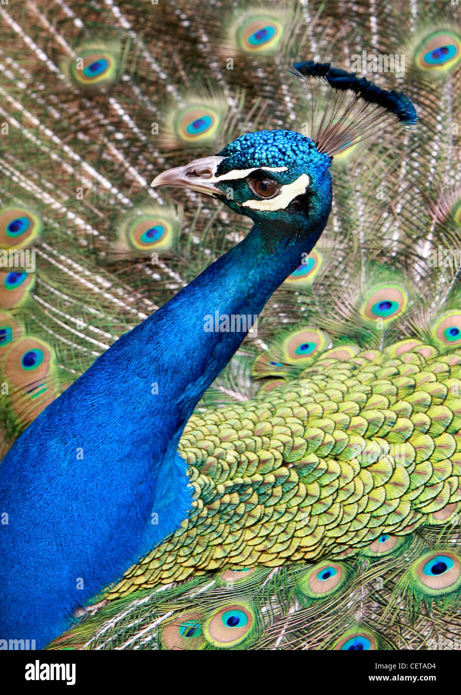 Close up of a peacock in Holland Park. Stock Photo