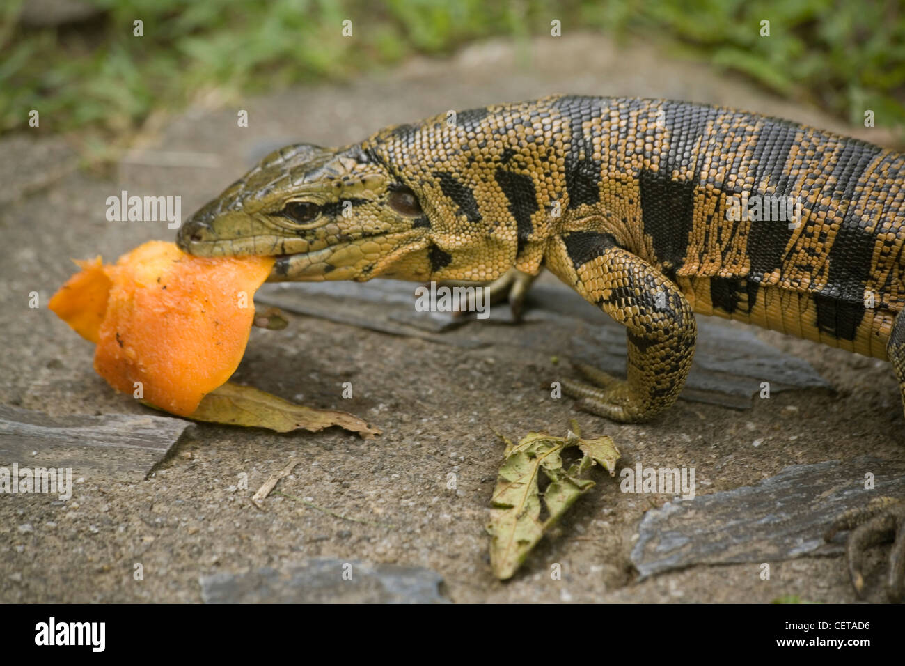 Tiger Lizard High Resolution Stock Photography and Images Alamy