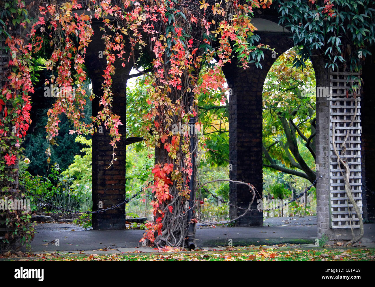 Autumnal colours on display in the Kyoto Garden in Holland Park. Stock Photo