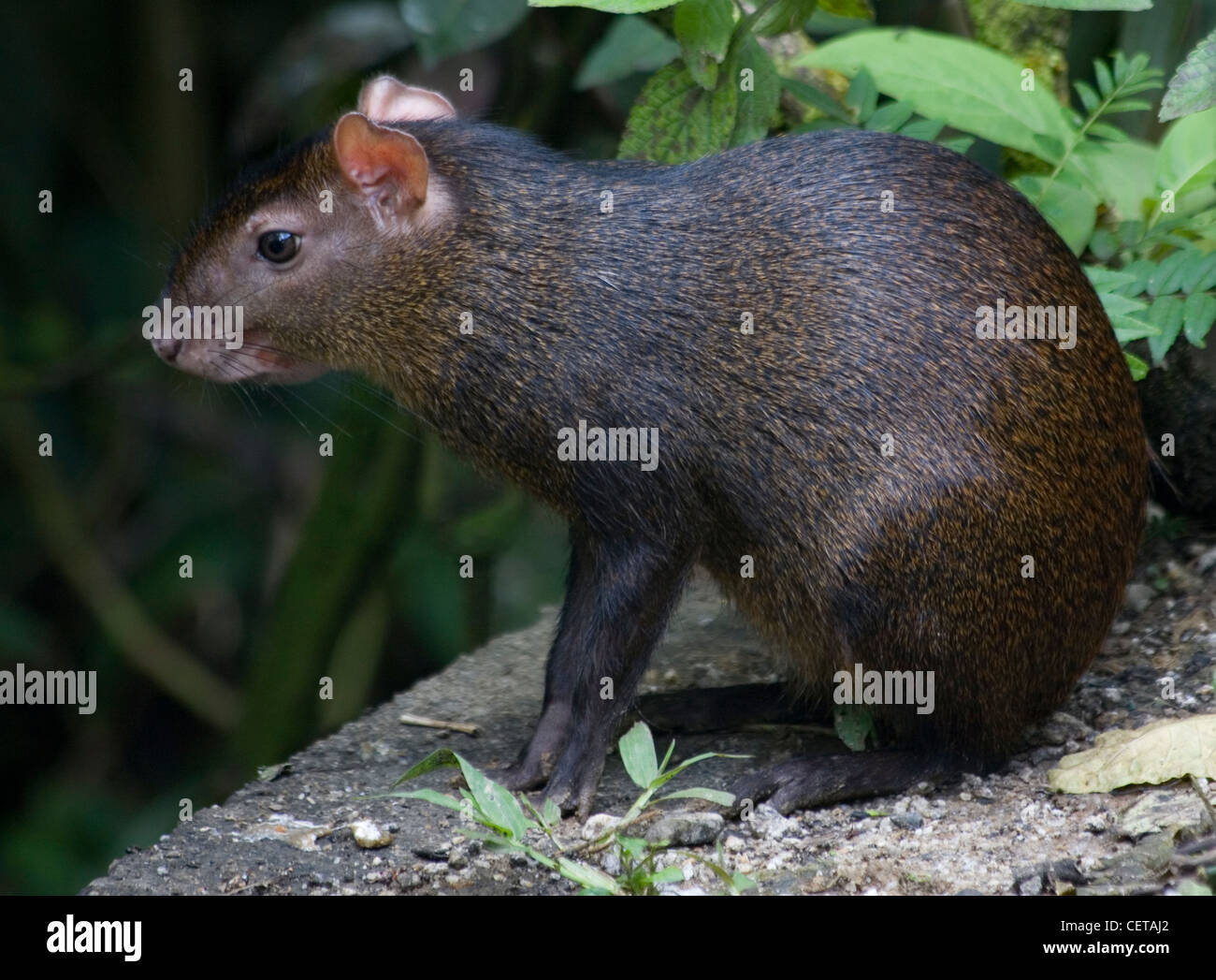 Tropical Rodent High Resolution Stock Photography and Images Alamy