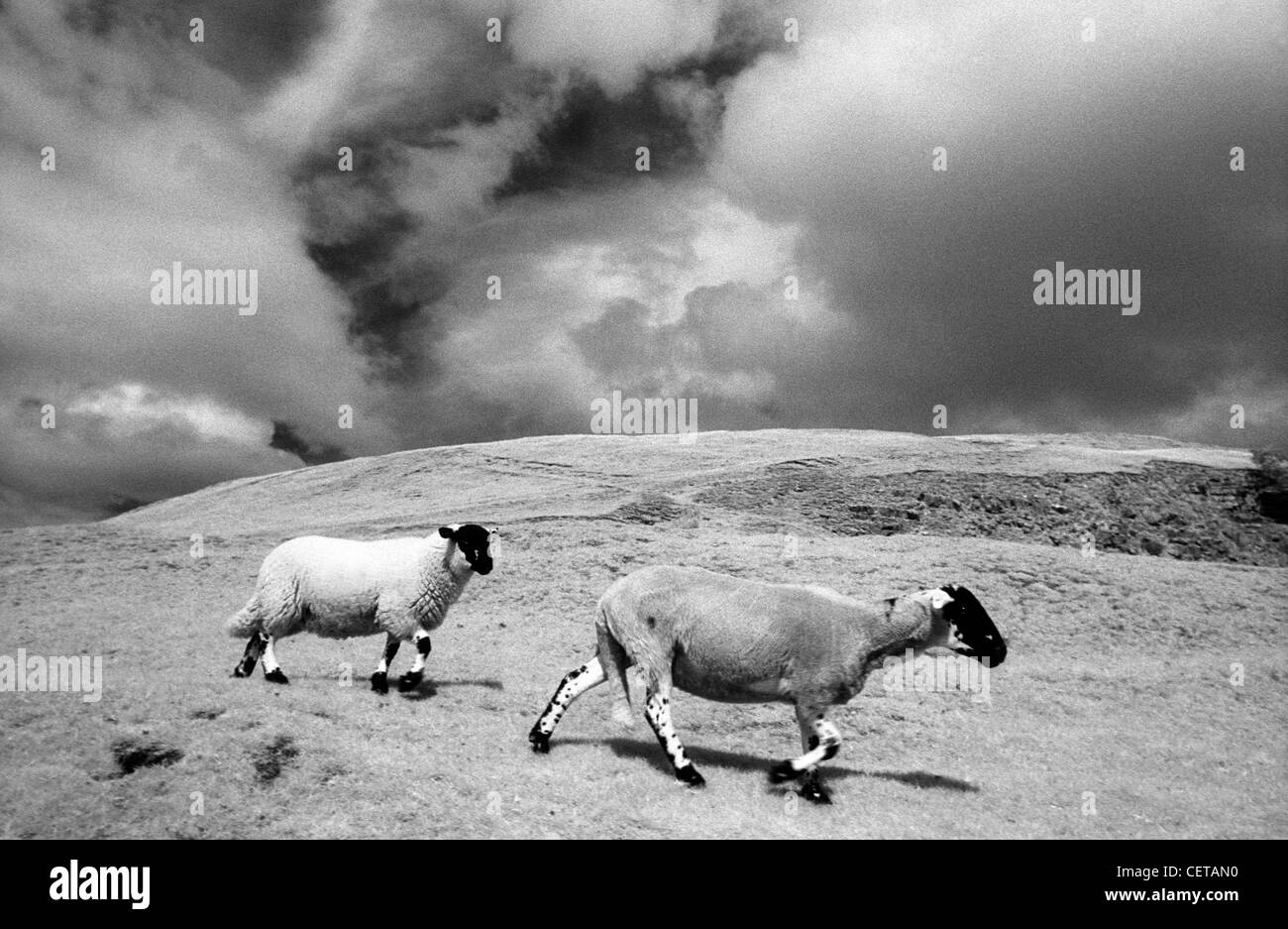 Black and white landscape with Swaledale ewe and lamb crossing the  moorland together, under  dramatic, moody skies. Stock Photo