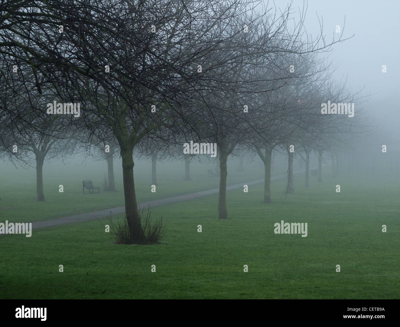 tree lined path in morning mist Stock Photo