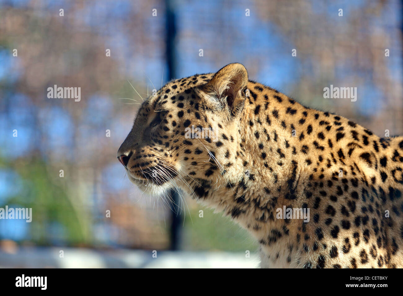Iranian leopard Stock Photo
