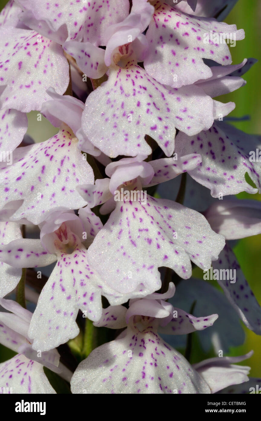 Heath Spotted Orchid - Dactylorhiza maculata ericetorum Closeup Stock Photo