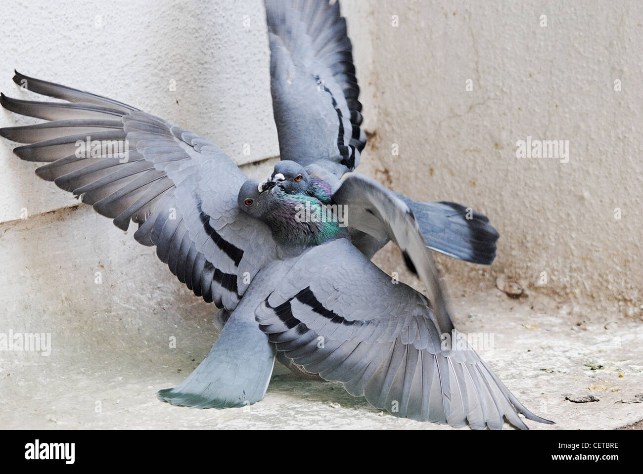 common Pigeon   love fight Stock Photo