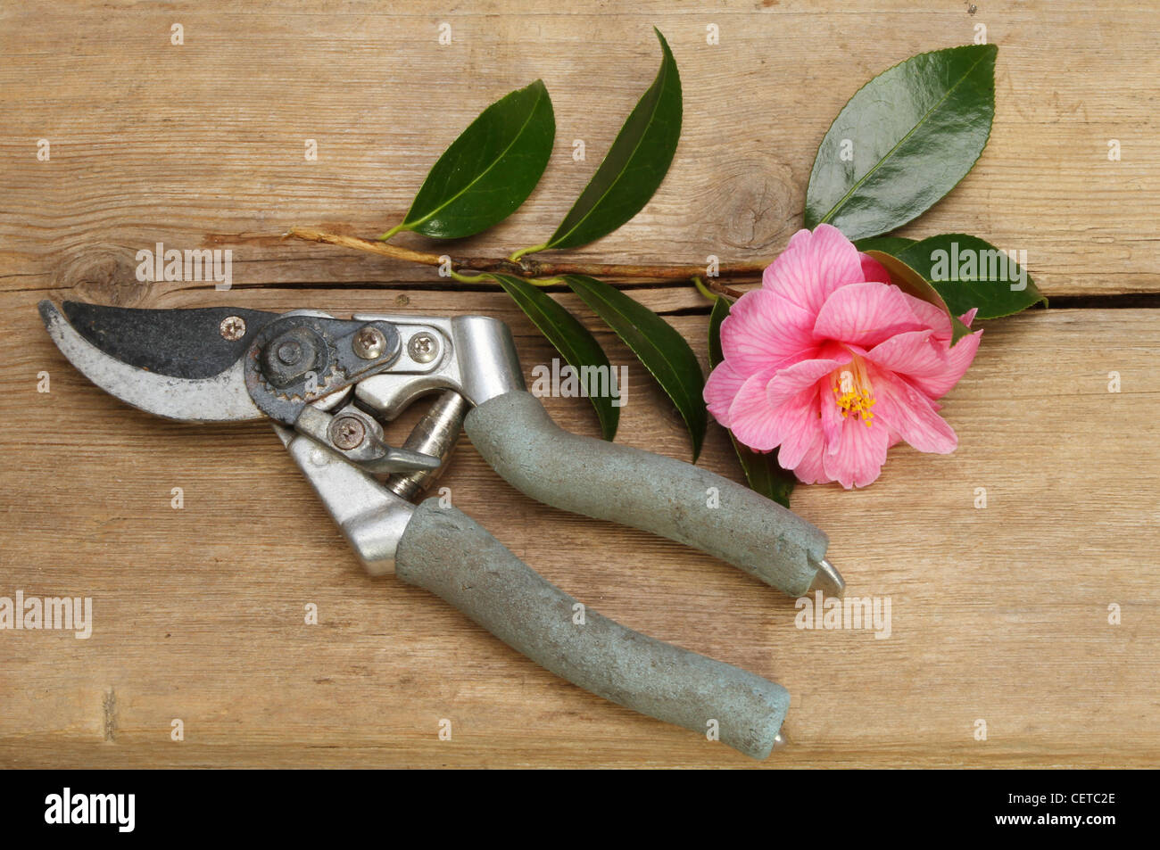 Garden secateurs and cut camellia flower and foliage on a wooden board Stock Photo