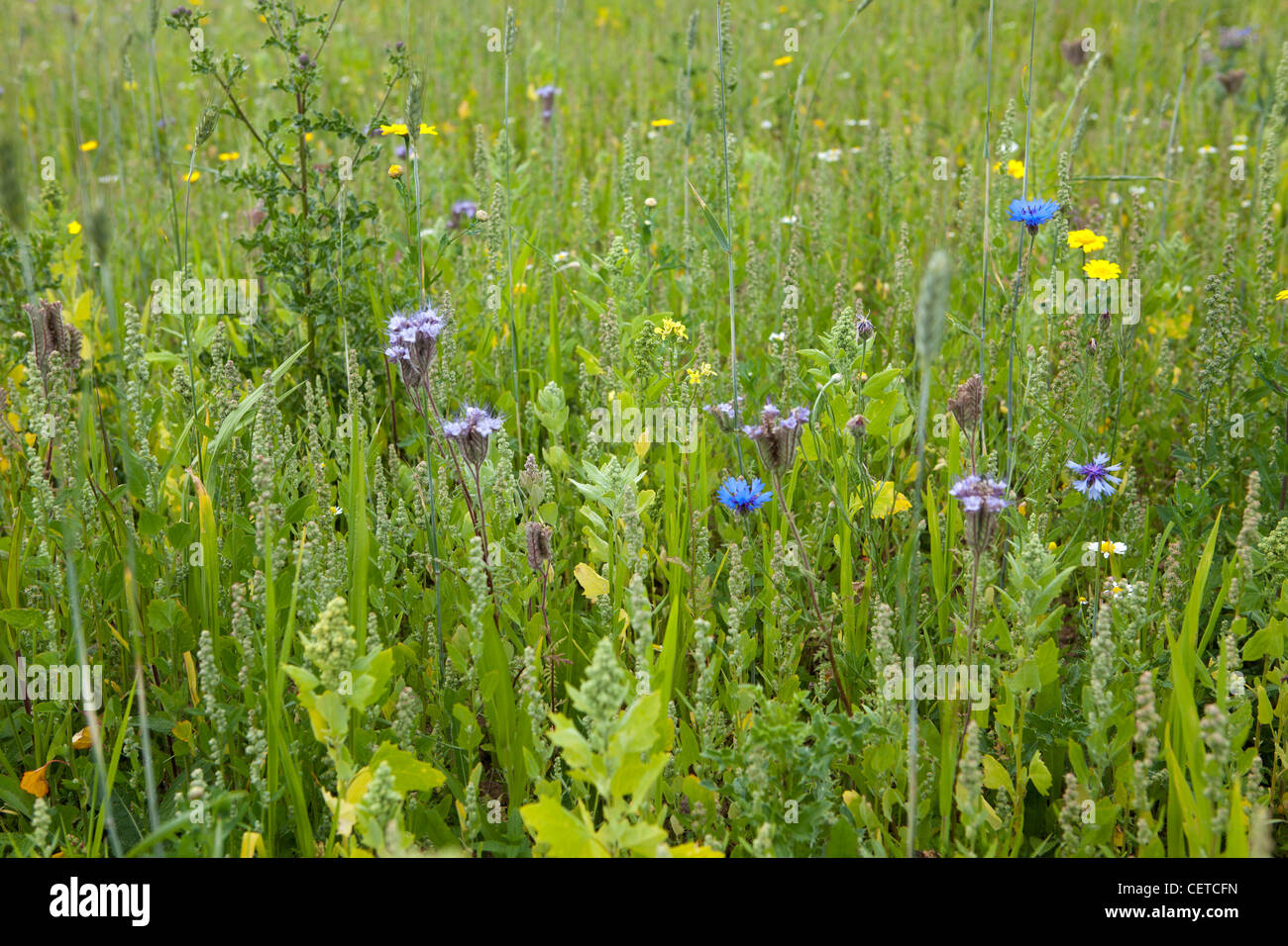 Wildflowers of britain hi-res stock photography and images - Alamy