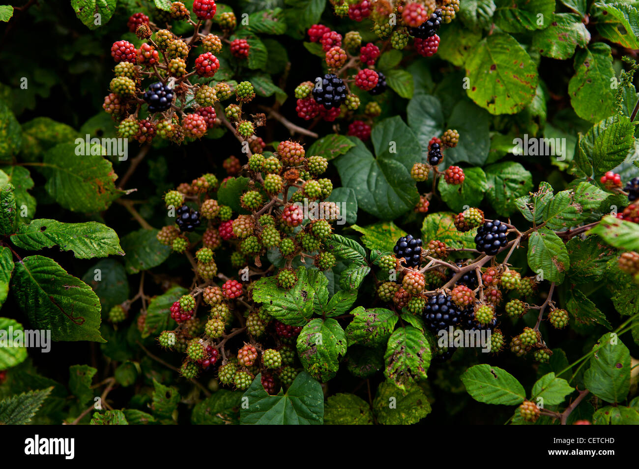 Blackberries ripening in a hedgerow in the Kent countryside Stock Photo