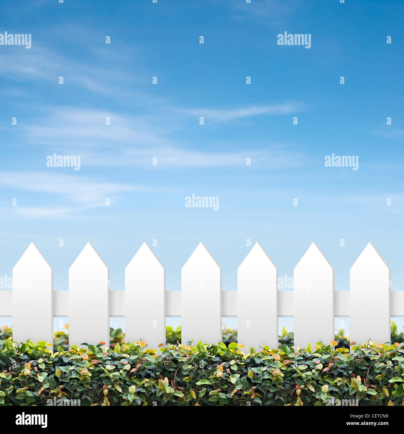 White fence and green hedge on blue sky Stock Photo - Alamy