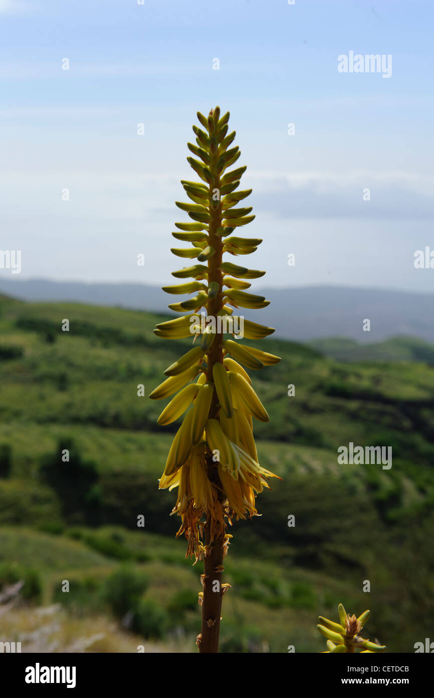 Aloe (Aloe vera) near Lagoa, Santo Antao, Cape Verde Islands, Africa Stock Photo