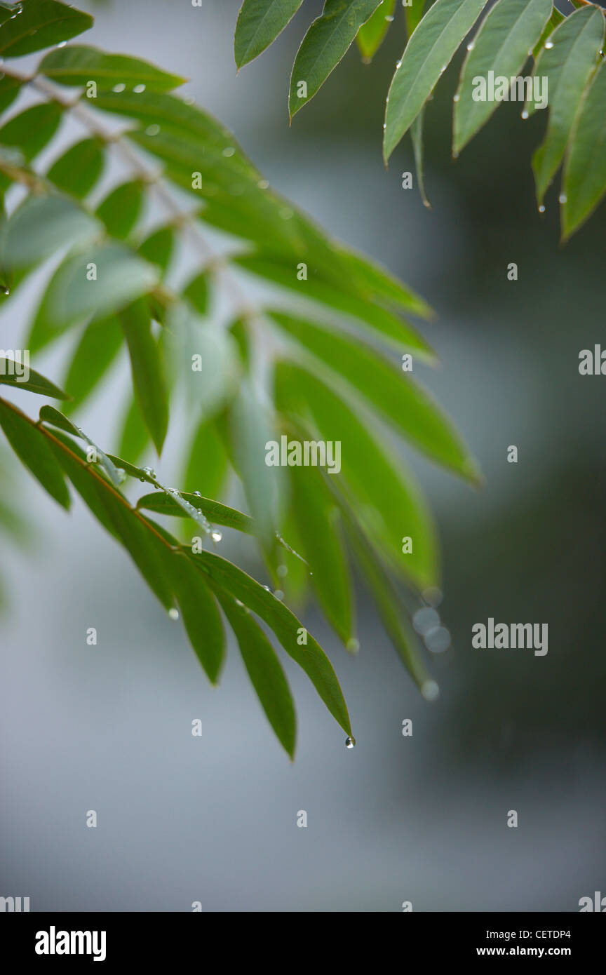 rain dripping off leaves at Aguas Calientes, Peru Stock Photo