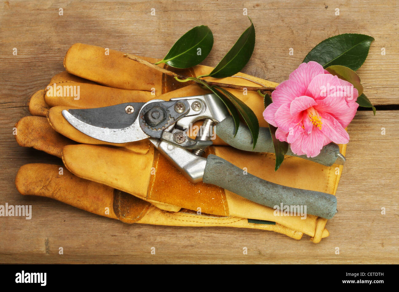 Secateurs, gardening gloves and a cut camellia branch on a wooden board Stock Photo