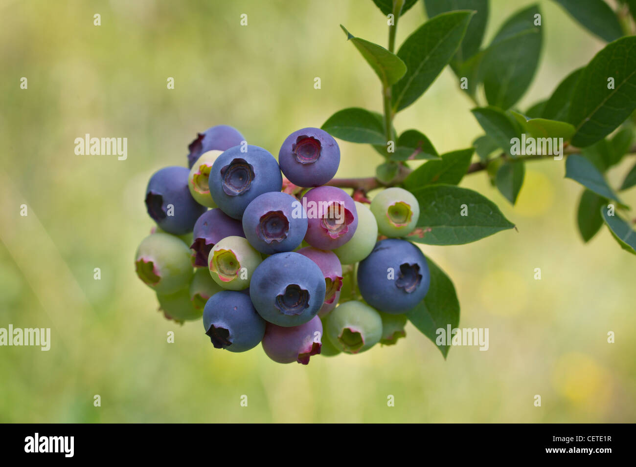 blueberry blueberries black berry blaubeeren Stock Photo Alamy
