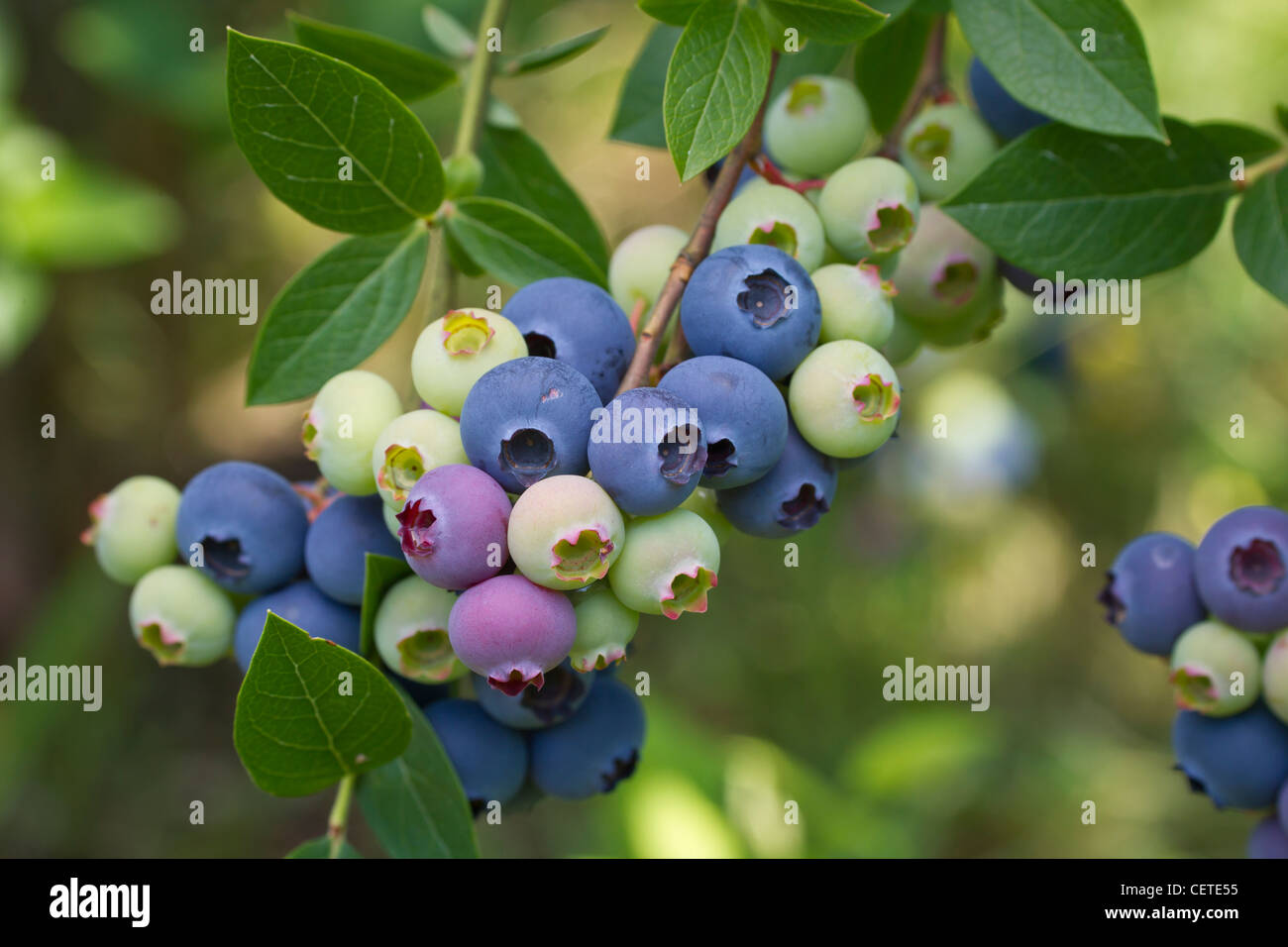 blueberry blueberries black berry blaubeeren Stock Photo