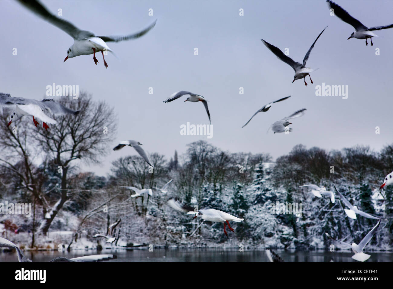 Seagulls flying over Hampstead Heath ponds in winter, London, En gland Stock Photo