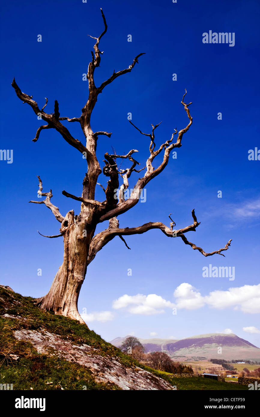 A lone leafless tree on the hills of the Lake District. Stock Photo
