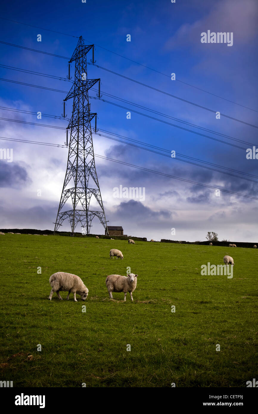 Sheep grazing on green slopes below a large pylon in the Peak District. Stock Photo