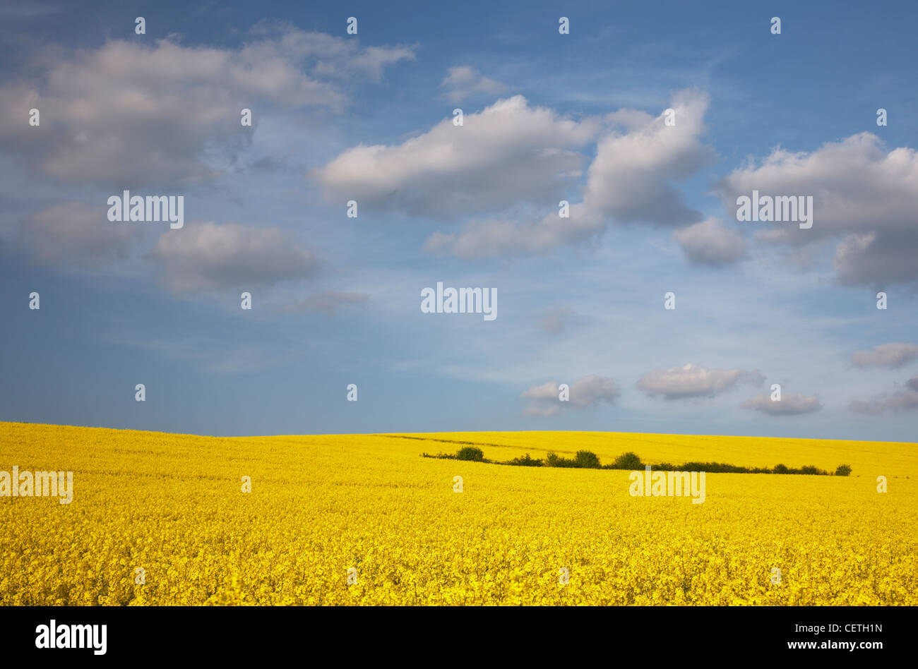 Oil seed rape field in Oxfordshire. Rapeseed crops have been cultivated throughout much of the world for at least four thousand Stock Photo