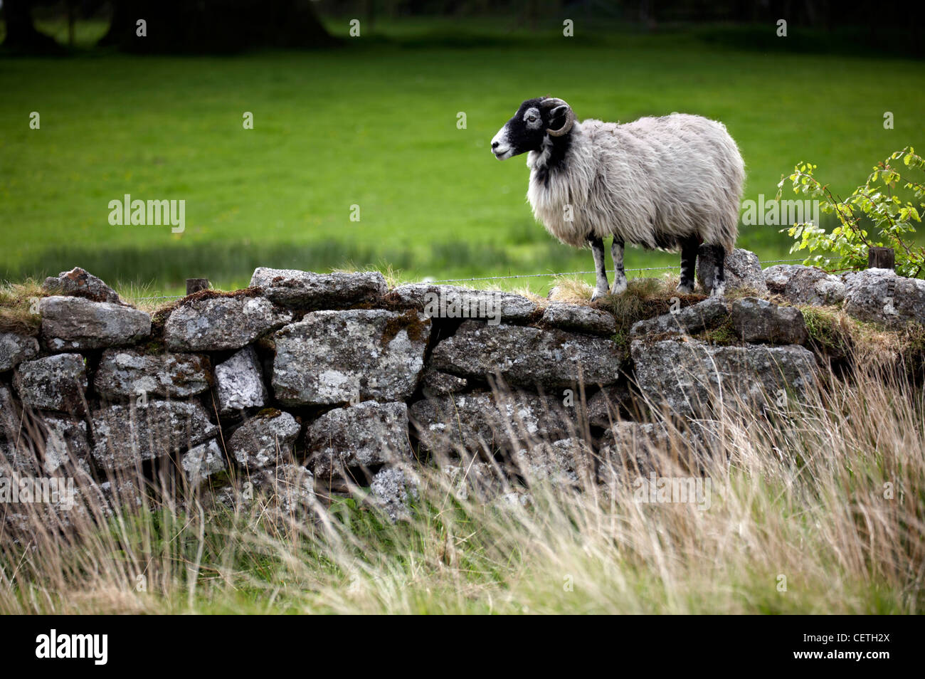 A Dartmoor sheep on a dry stone wall. There are two native breeds of sheep bearing the name Dartmoor - the White Face and the Gr Stock Photo