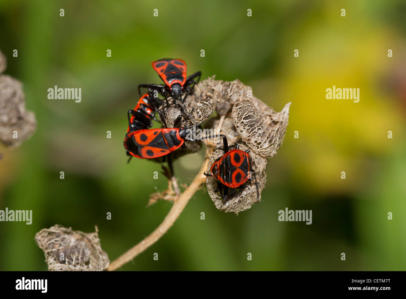 Cotton stainer hi-res stock photography and images - Page 3 - Alamy