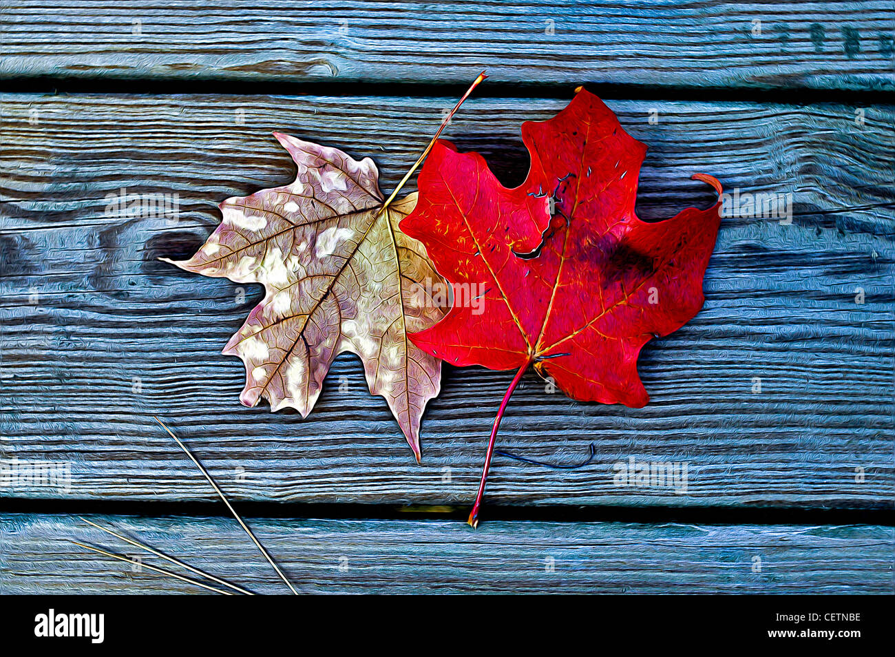Fall, Autum, color, leaves Stock Photo