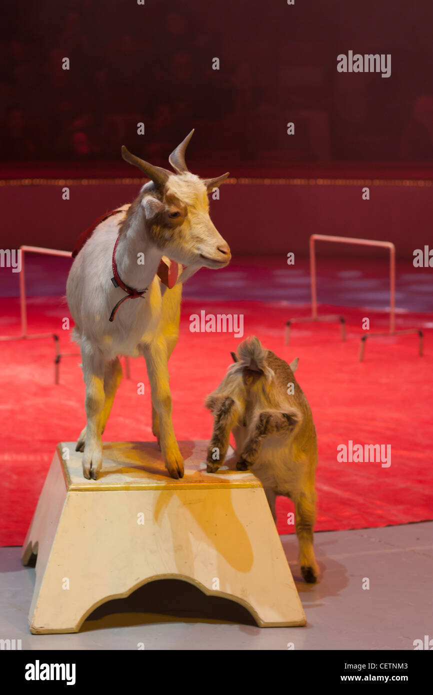Spectacle with goats at circus Stock Photo