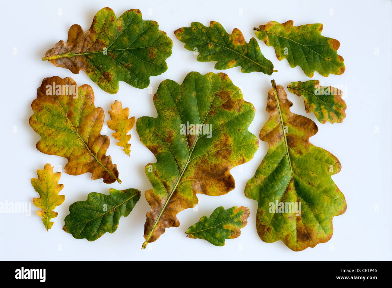 oak leaves arranged on a white background Stock Photo