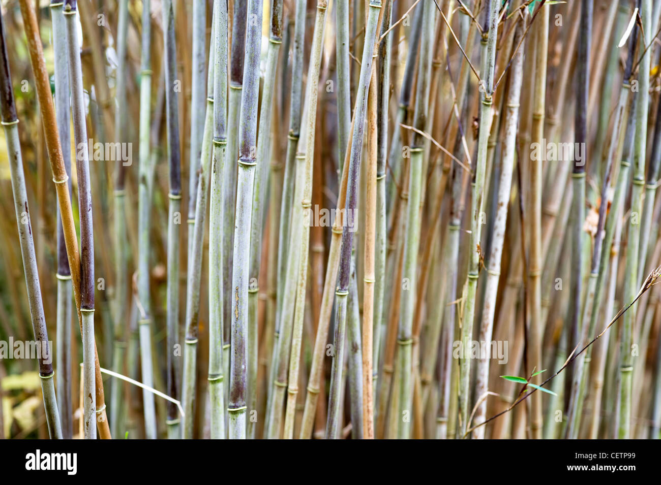 bamboo canes growing Stock Photo Alamy