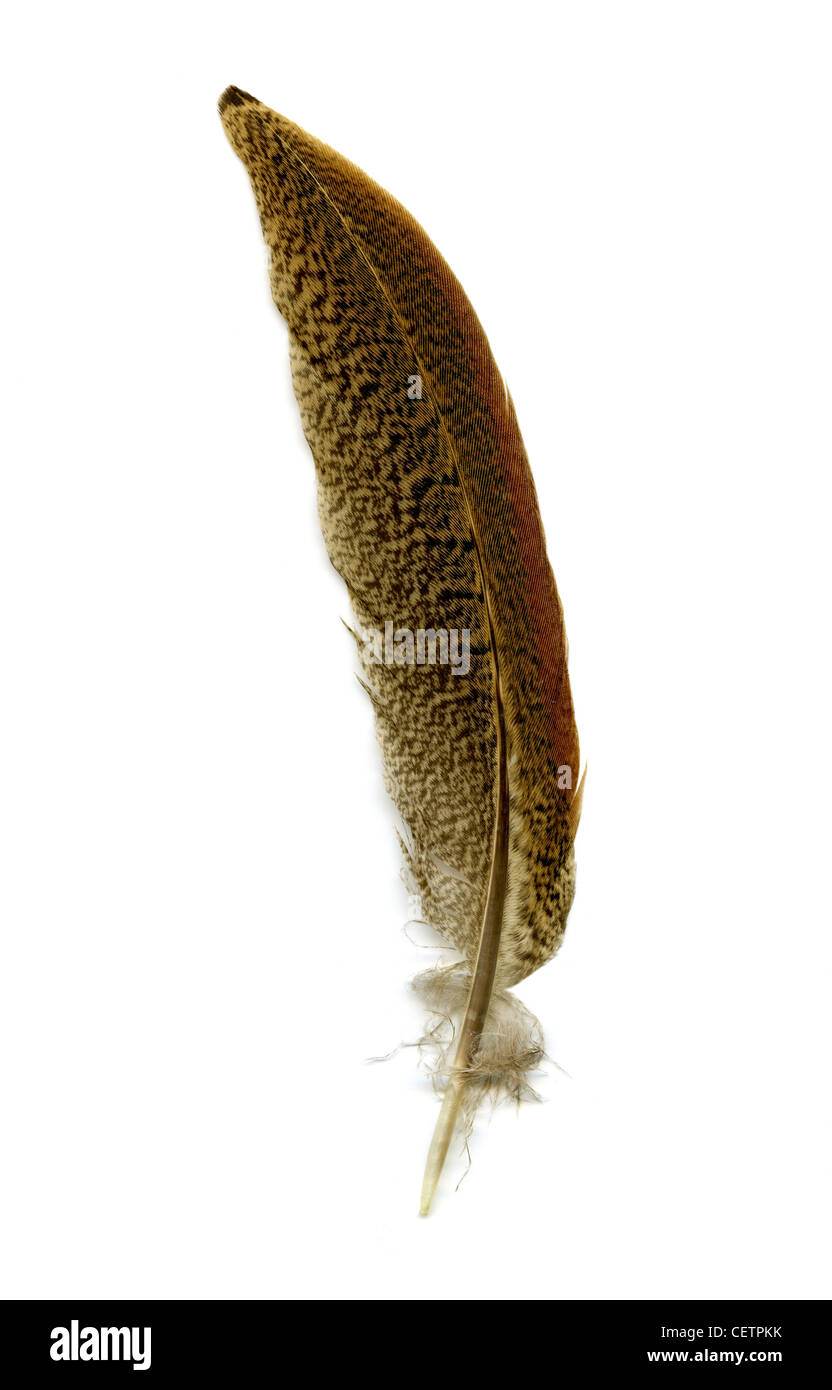 Common Pheasant Wing Feather, Phasianus colchicus, Phasianidae. Stock Photo